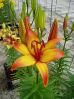 [1623 Giraffe No01.JPG]